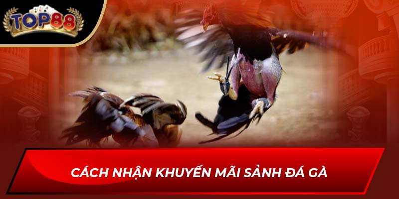 Cách nhận khuyến mãi sảnh đá gà